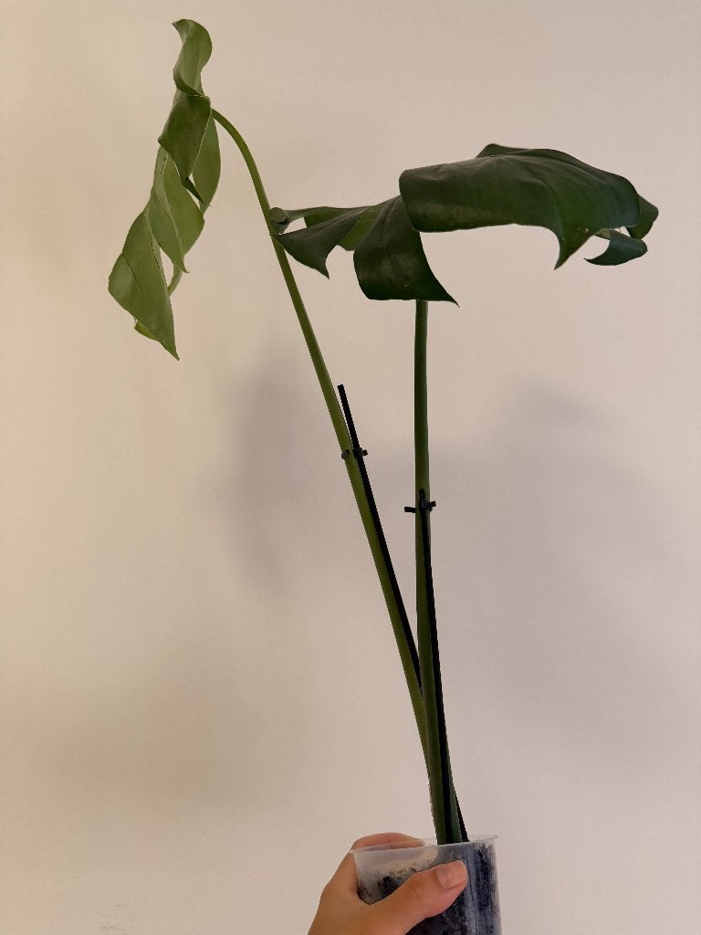 Monstera Deliciosa stek, Ophalen, Halfschaduw, In pot, Minder dan 100 cm