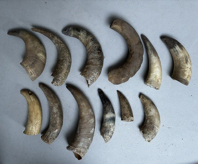 12 hoorns van koe of stier, Ophalen, Gebruikt, Boerderijdier, Beeldje of Figuurtje
