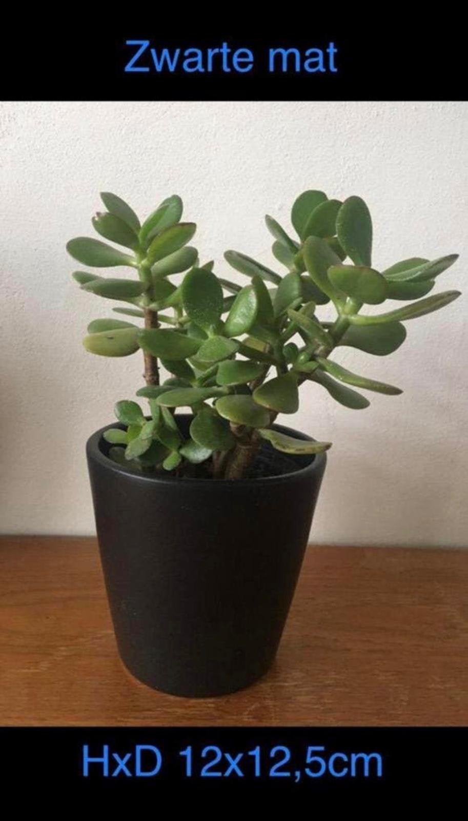 vintage vaas boven bloempot antraciet zwart bio planten, Ophalen, Overige materialen, Binnen, Zo goed als nieuw
