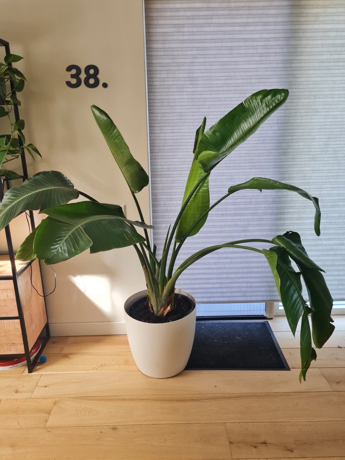 Prachtig grote Strelitzia inclusief witte pot, Ophalen, Halfschaduw, Minder dan 100 cm