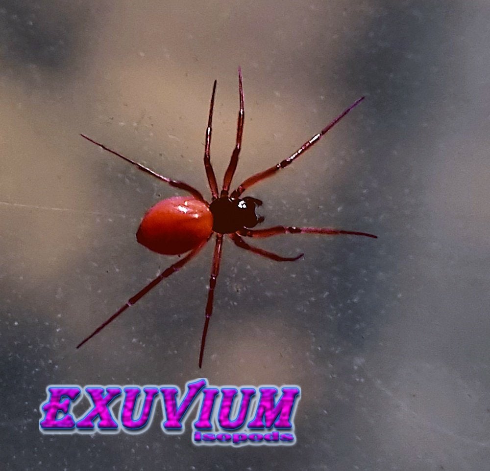 Ostearius melanopygius dwergspin, Spin of Schorpioen