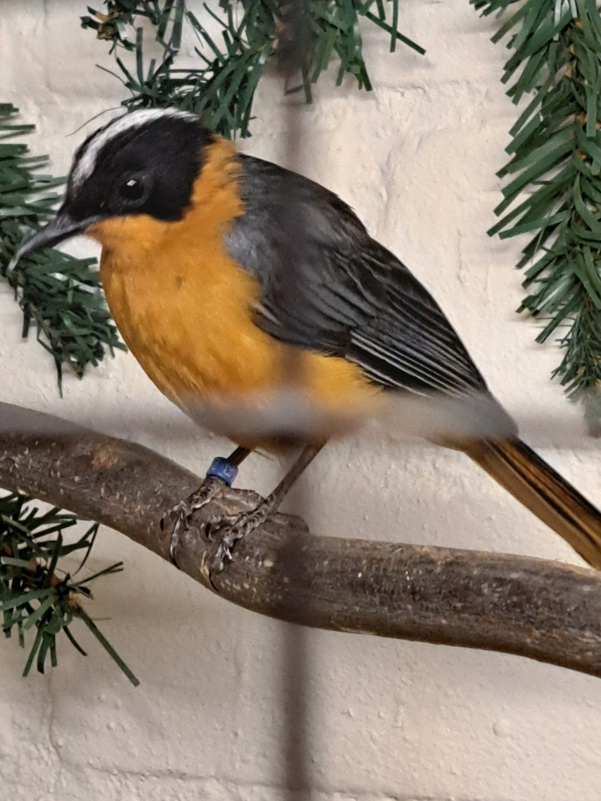 SNEEUWKRUIN ROODBORSTTAPUIT, Mannelijk, Tropenvogel, Geringd