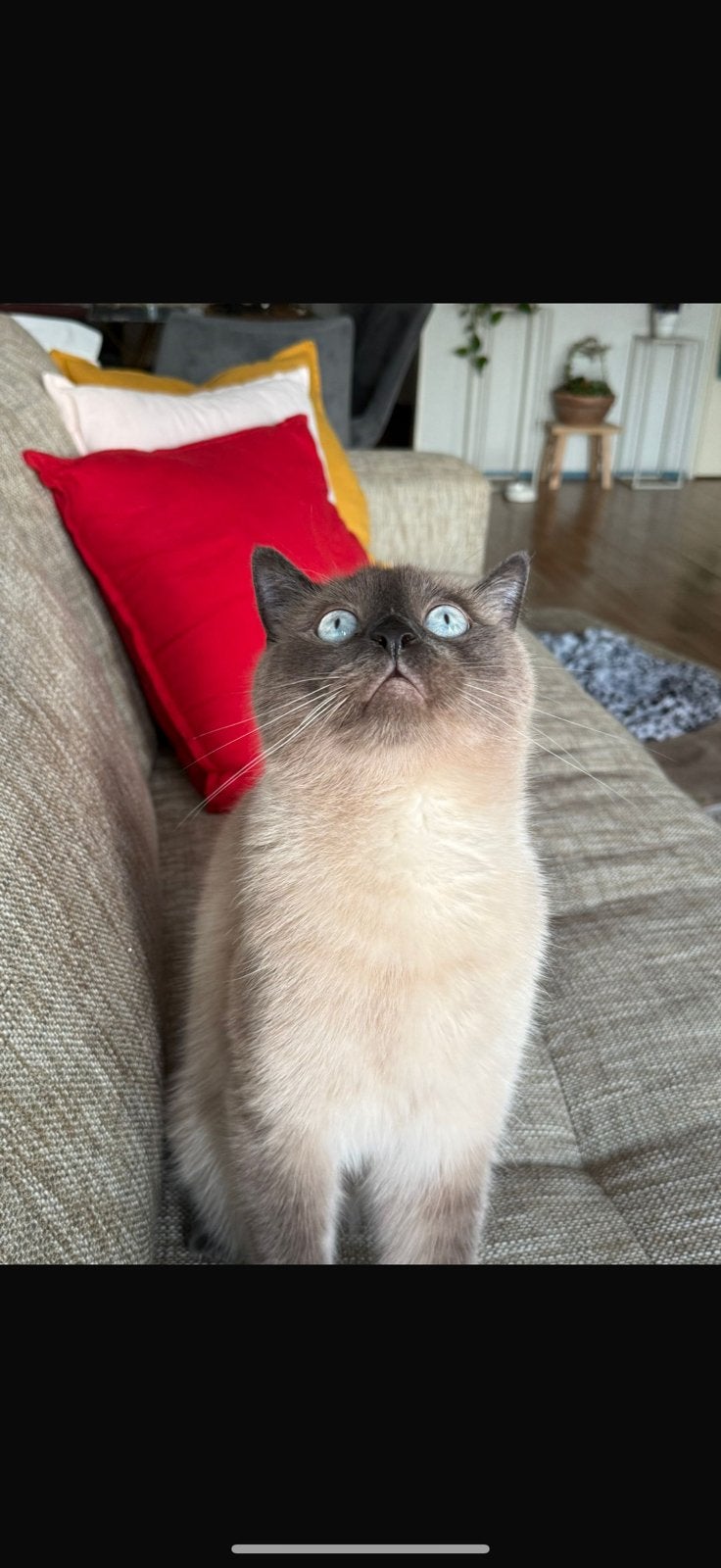 Gratis: Lieve kat Simba (2 jaar) – alleen binnen, Dieren en Toebehoren