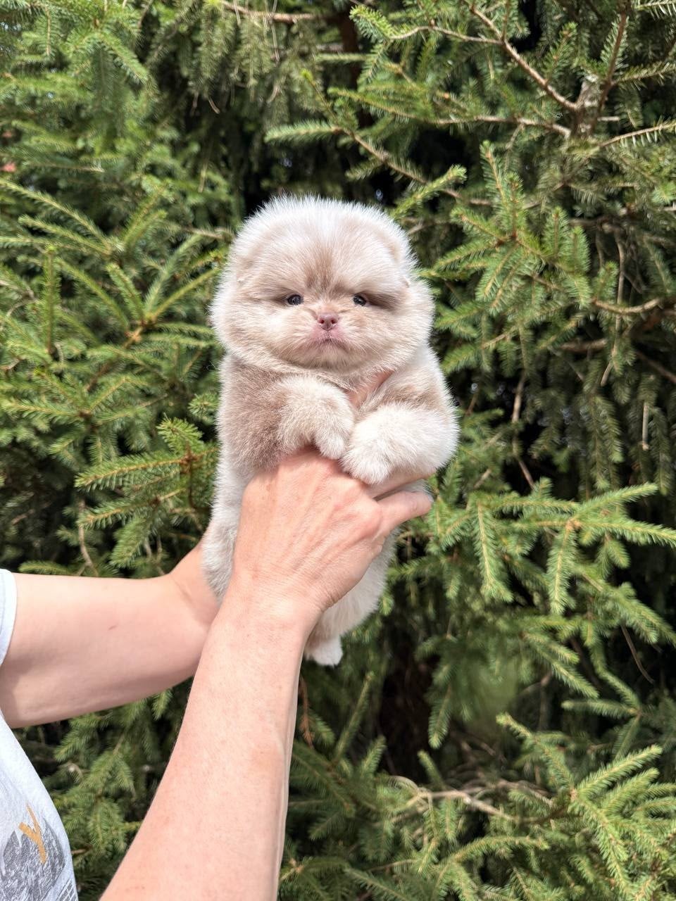 Exclusieve Mini Pomeranian Bear Face Chocolade Merle Teefje, Dieren en Toebehoren, Honden | Chihuahua's en Gezelschapshonden, Particulier