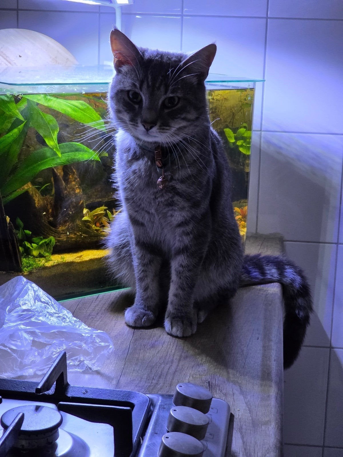 grijze beige kater, Kater, Ingeënt