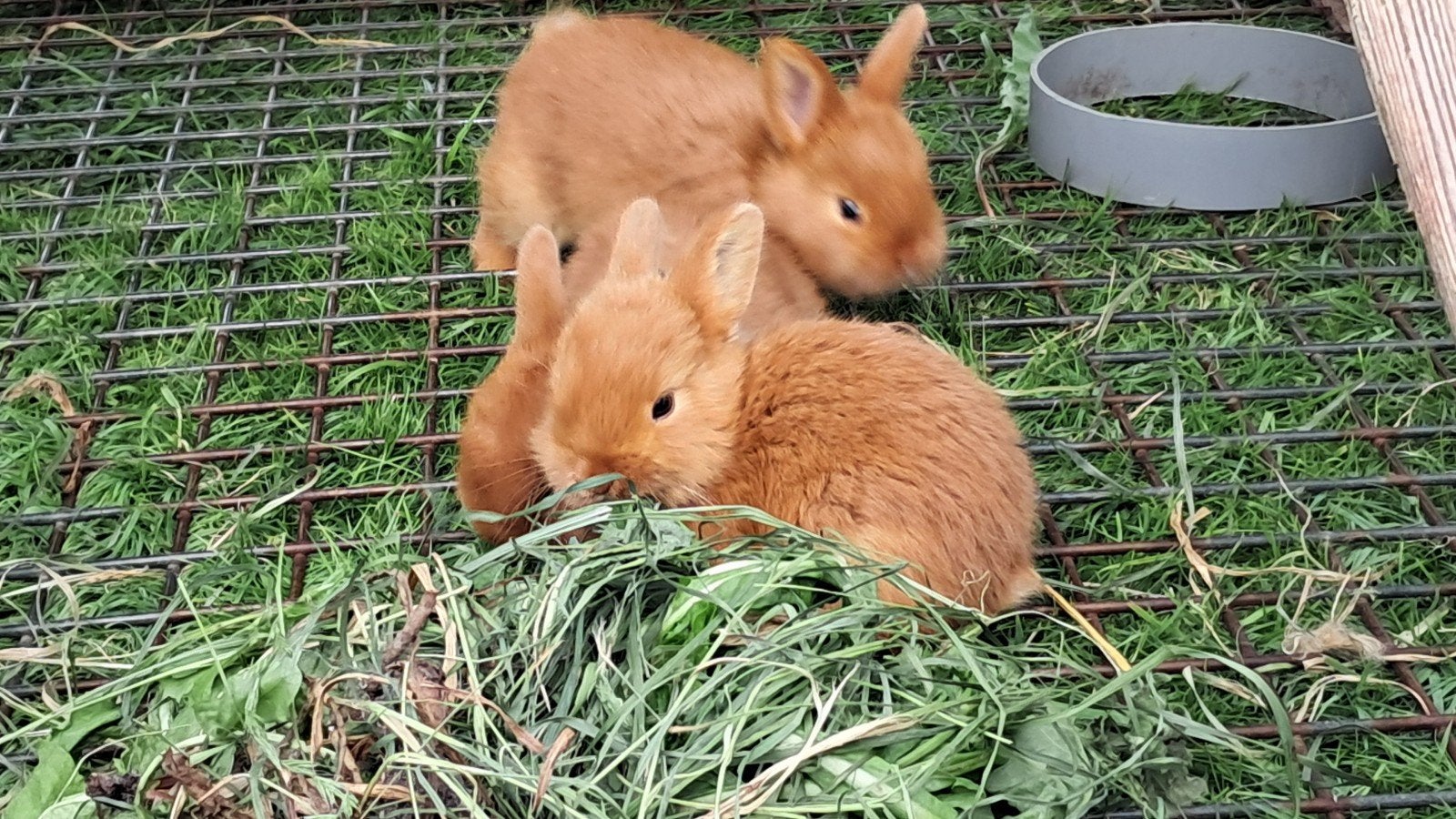 Raszuivere triantha konijntjes, Meerdere dieren, Dwerg