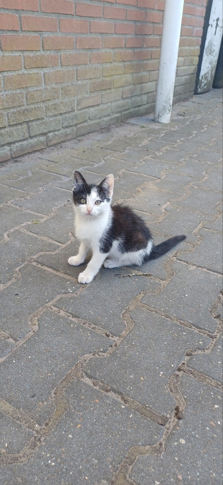 Kittens, boerderij katten, Ophalen, Nieuw