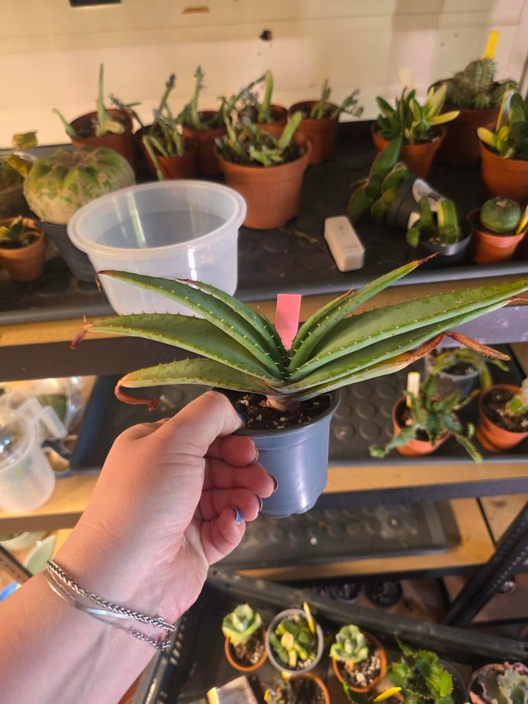 Aloe, Ophalen of Verzenden, Halfschaduw, Minder dan 100 cm
