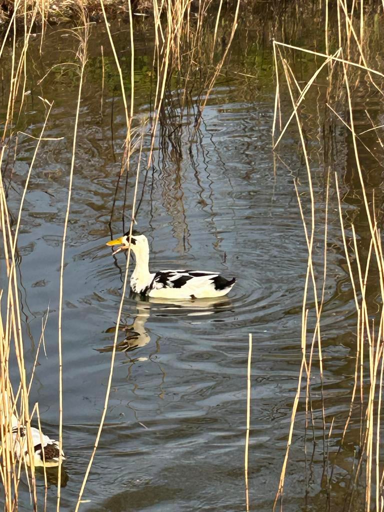 Woerd loopeend, Dieren en Toebehoren, Mannelijk, Eend