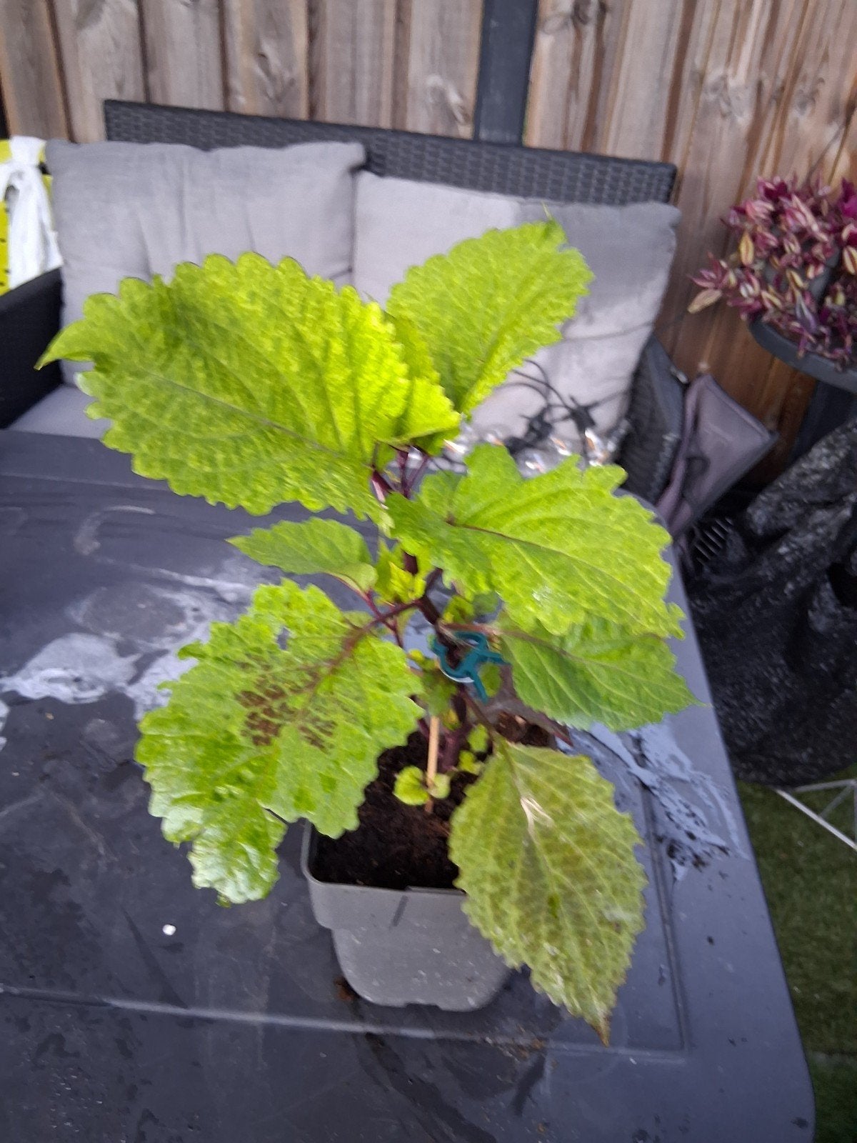 Kleurrijke Coleus plant voor binnen of buiten, Ophalen