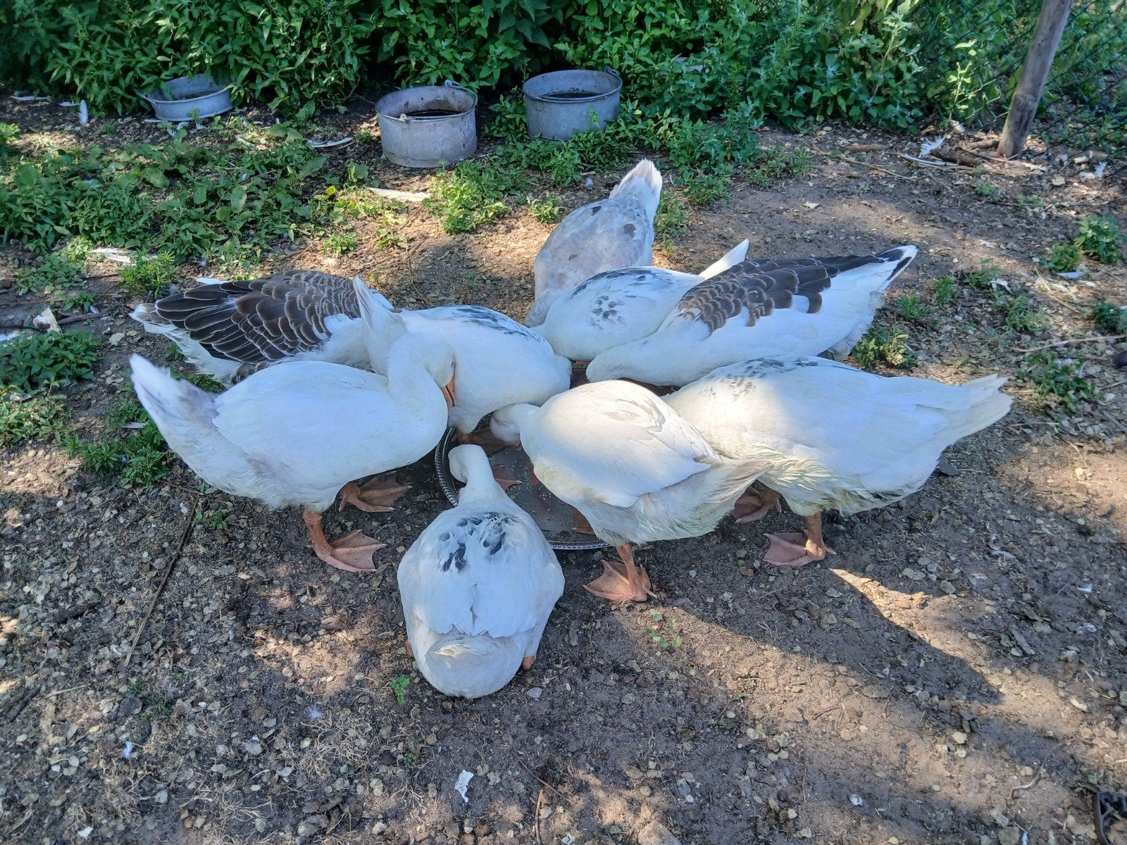 jonge ganzen, Dieren en Toebehoren, Pluimvee, Geslacht onbekend, Gans of Zwaan