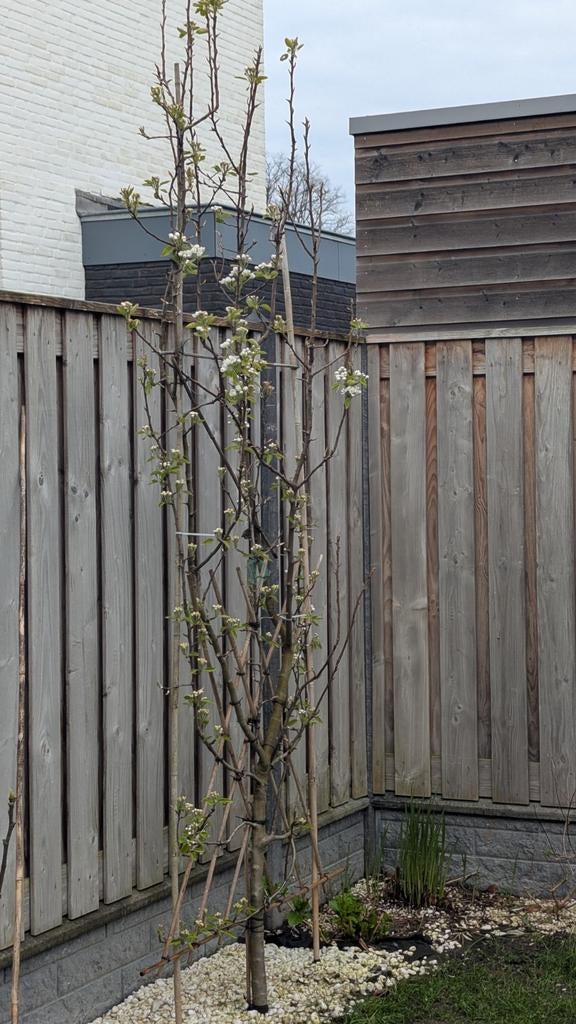 Mooie en sterke perenboom van 5 jaar oud, Ophalen