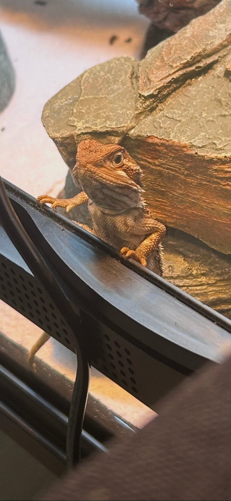 Jonge Dwergbaardagaam inclusief terrarium, Hagedis, 0 tot 2 jaar
