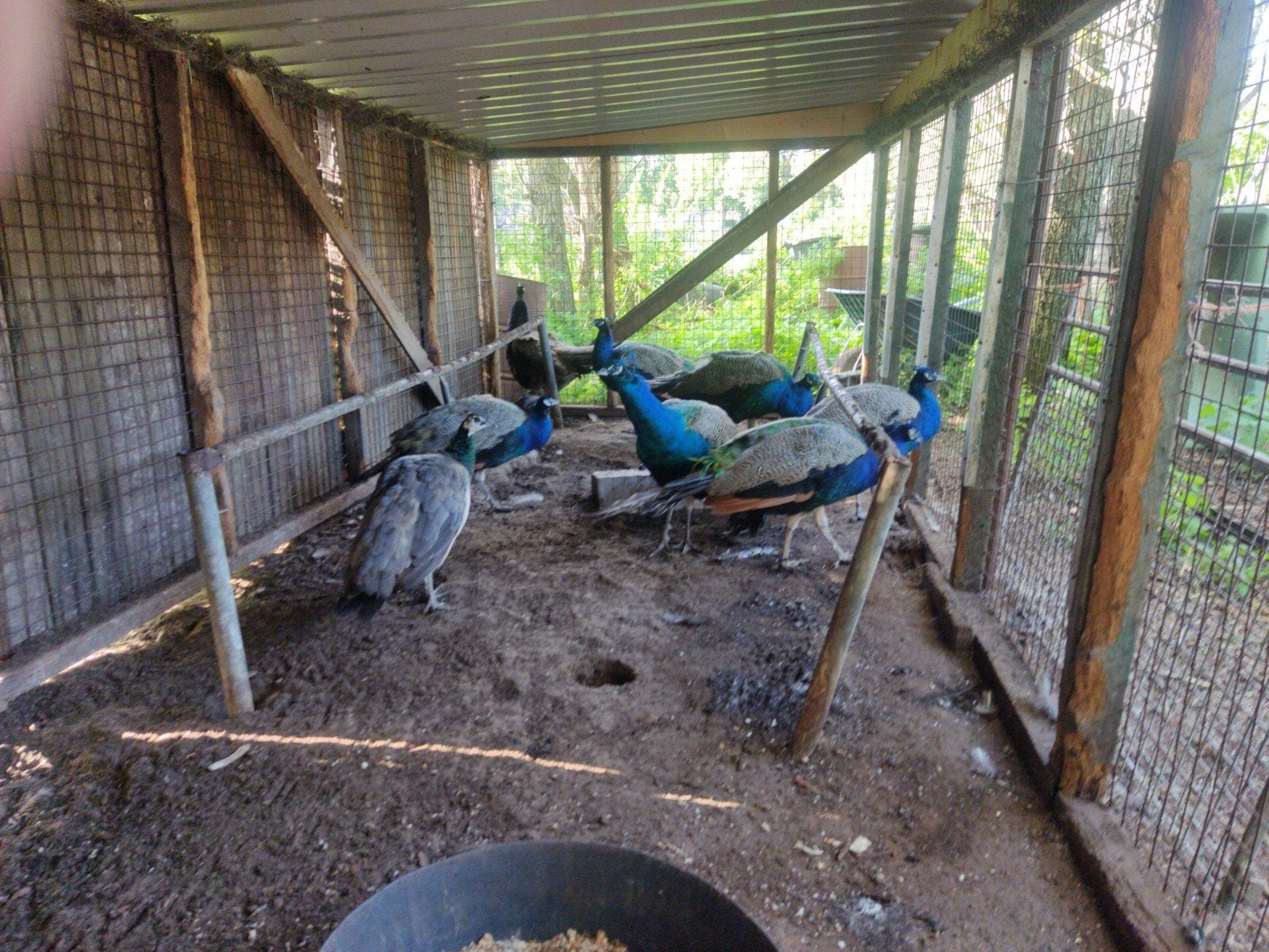 Blauwe pauwen, Meerdere dieren, Overige soorten