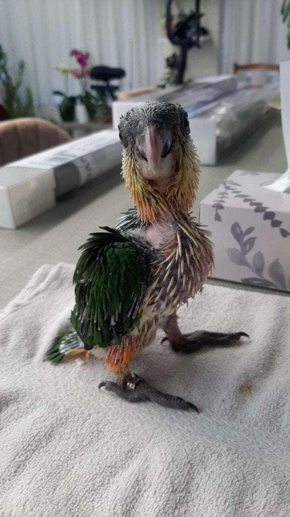 Handtamme caique, Geslacht onbekend, Papegaai, Geringd