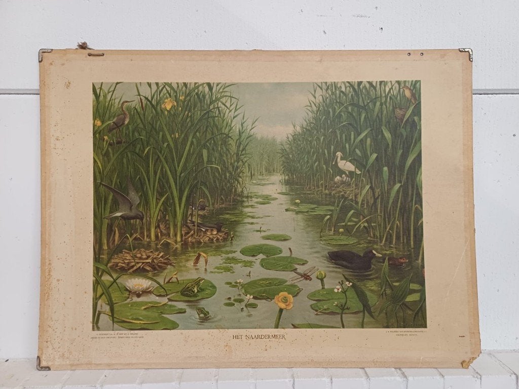 Vintage schoolplaat - Het Naardermeer - Natuur en Biologie, Antiek en Kunst, Antiek | Schoolplaten, Ophalen, Natuur en Biologie