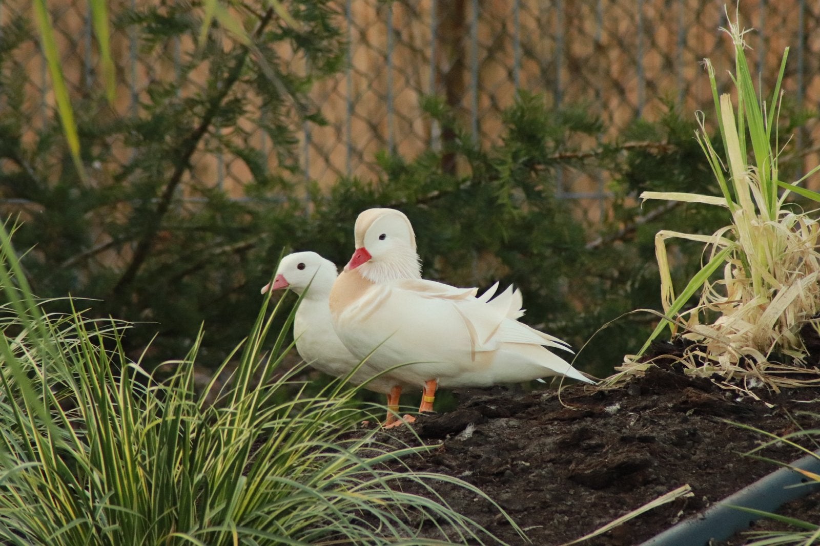 Witte mandarijneenden, Dieren en Toebehoren, Meerdere dieren, Eend