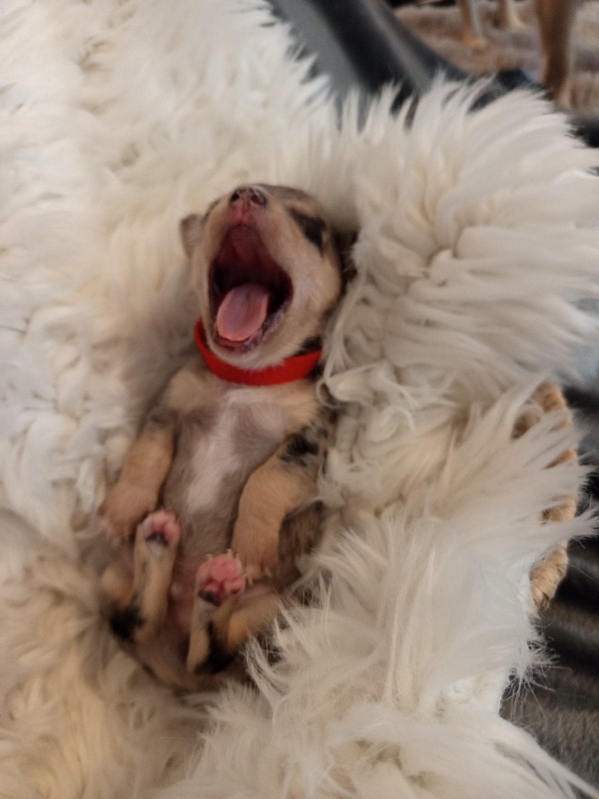 puppies chihauhau/pomeriaan, Parvo, Overige rassen, 8 tot 15 weken, Meerdere