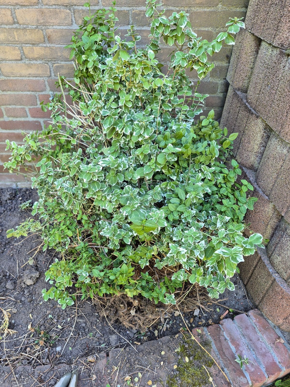 grote euonymus gratis, Tuin en Terras, Planten | Struiken en Hagen, Ophalen, Struik, 100 tot 250 cm