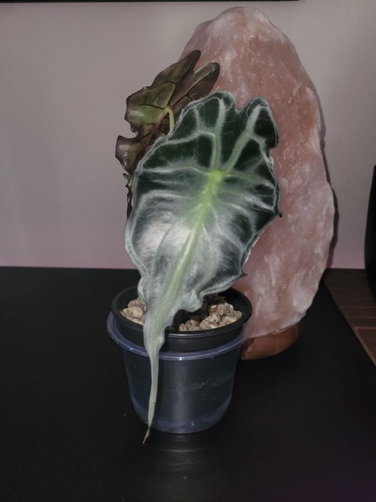 Alocasia Venom - Erg mooi exemplaar, Tuin en Terras, Planten | Tuinplanten, Ophalen of Verzenden, Overige soorten, Halfschaduw
