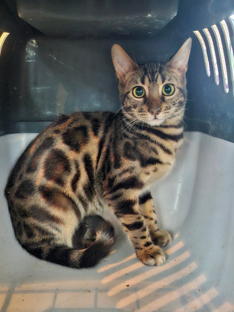 bengaalse kittens, Dieren en Toebehoren, Meerdere dieren, Gechipt, 0 tot 2 jaar