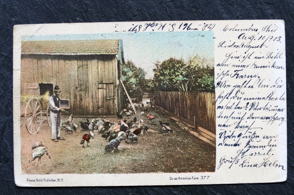 Kippen en kalkoenen op een Amerikaanse farm, 1902, USA, Verzenden, Voor 1920, Gelopen, Vogel