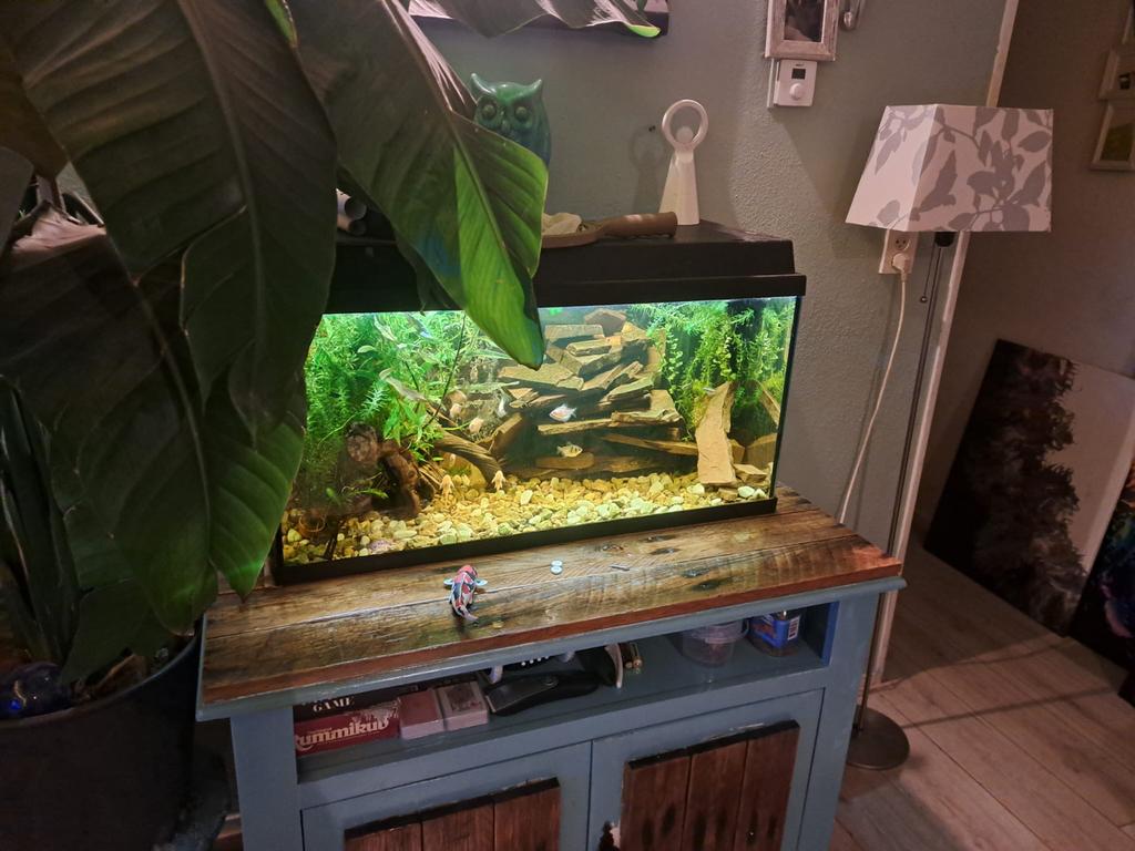 Compleet aquarium, Dieren en Toebehoren, Vissen | Aquaria en Toebehoren, Ophalen of Verzenden, Zo goed als nieuw, Gevuld zoetwateraquarium