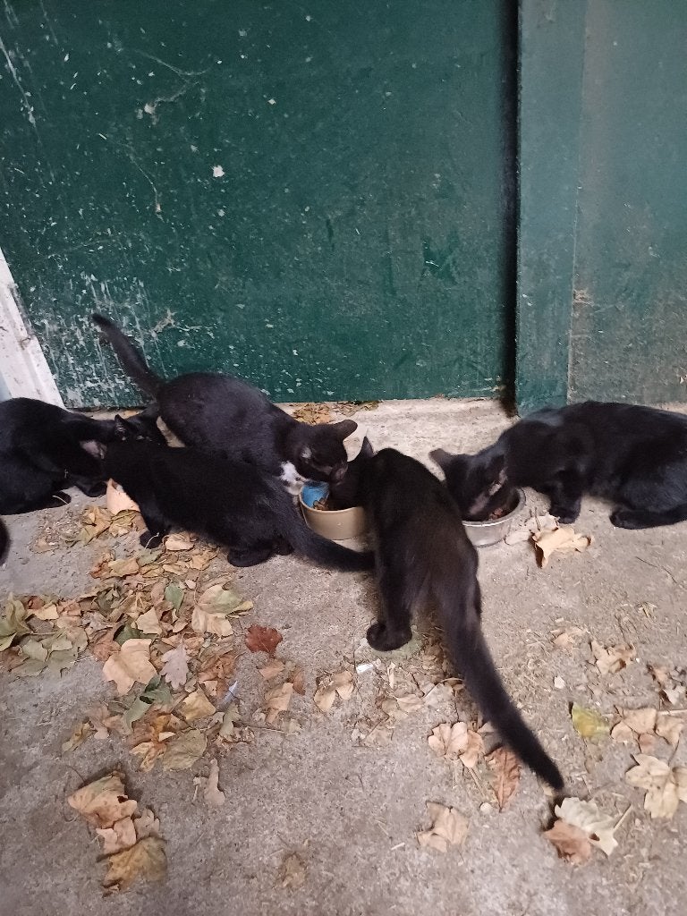 Kittens, Meerdere dieren, Kortharig, 0 tot 2 jaar