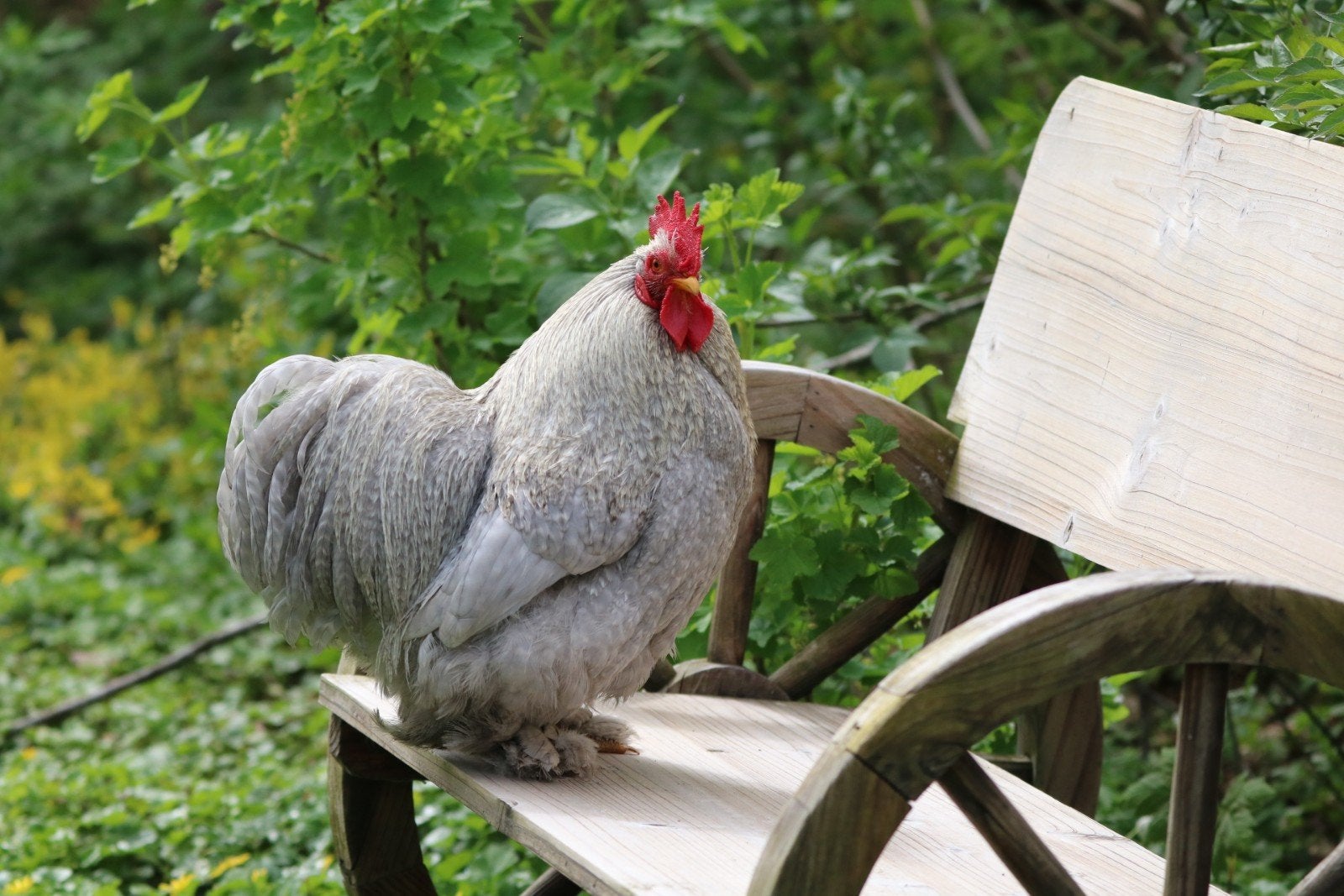 Cochinkriel haan, parelgrijs koekkoek 2025, Dieren en Toebehoren, Mannelijk, Kip