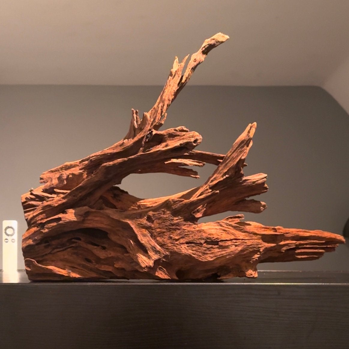 Uniek stuk Kienhout / Spiderwood / Driftwood, Hout Decoratie, Ophalen of Verzenden, Zo goed als nieuw, Plant(en), Steen of Hout