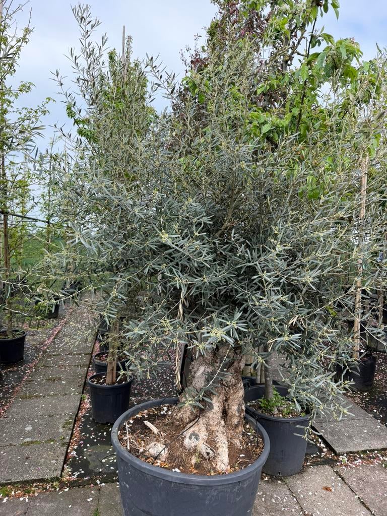 Olea euopaea Oude stam, 100 tot 250 cm, Olijfboom, Zomer, Ophalen