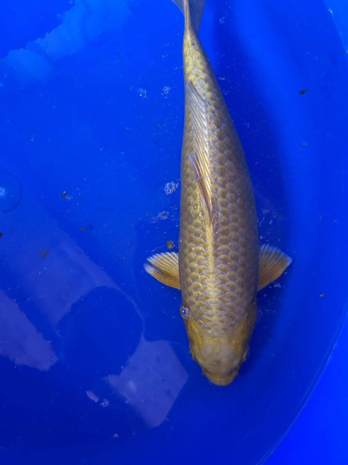 Yamabuki 35cm, Dieren en Toebehoren, Vissen | Vijvervissen, Karper of Koi