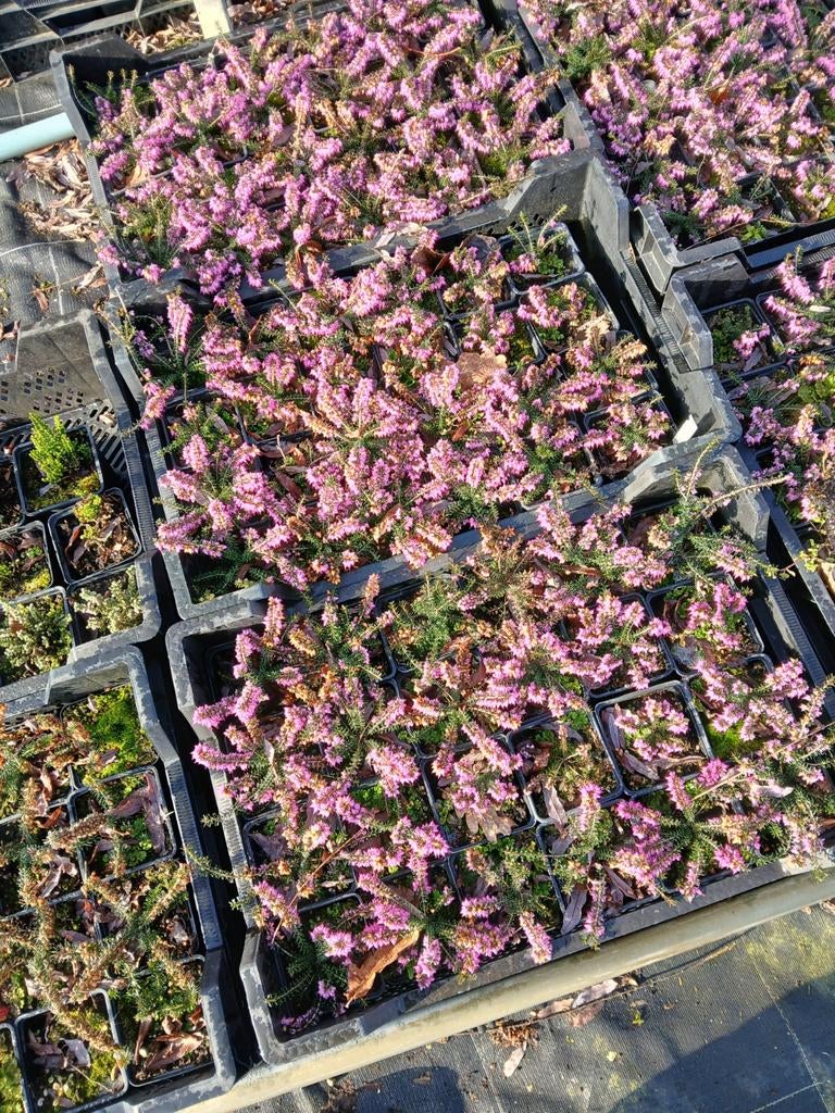 Mooie bloeiende heide al vanaf 0.50€, Ophalen, Overige soorten, Volle zon