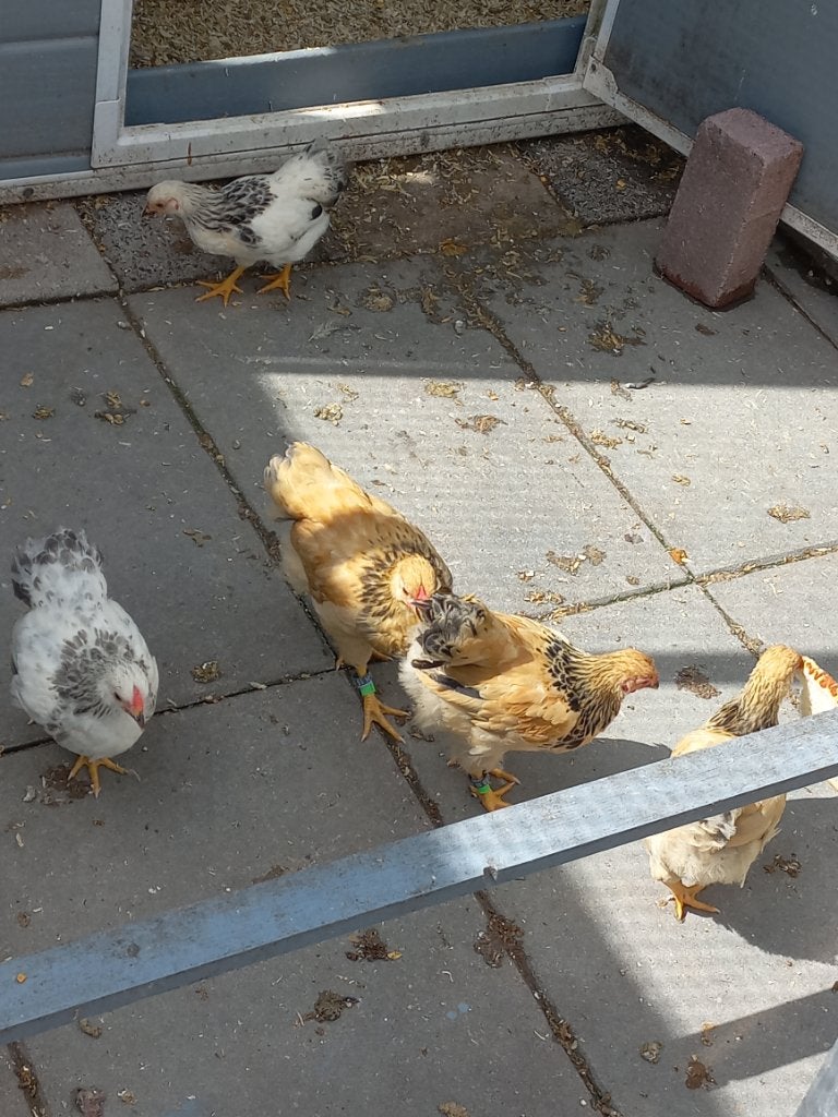 Wyandotte kriel kuikens  trio, Dieren en Toebehoren, Pluimvee, Meerdere dieren, Kip
