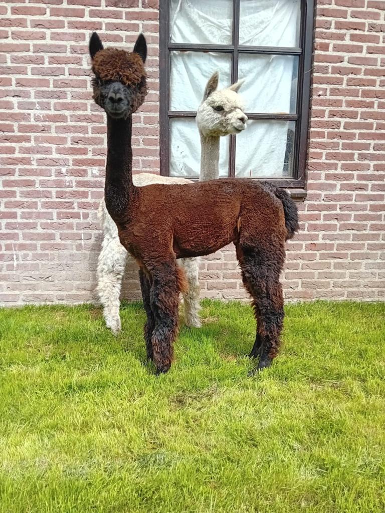 Mooie Alpaca hengstjes 2025, Mei, Mannelijk