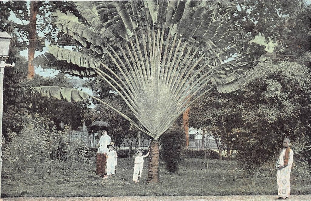 341 Nederlands Indië - Soerabaja Waaierpalm in stadstuin, Ophalen of Verzenden, 1920 tot 1940, Ongelopen, Buiten Europa