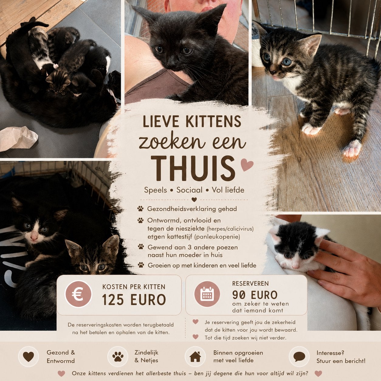 Kittens te koop vanaf 16 augustus 2026., Meerdere dieren