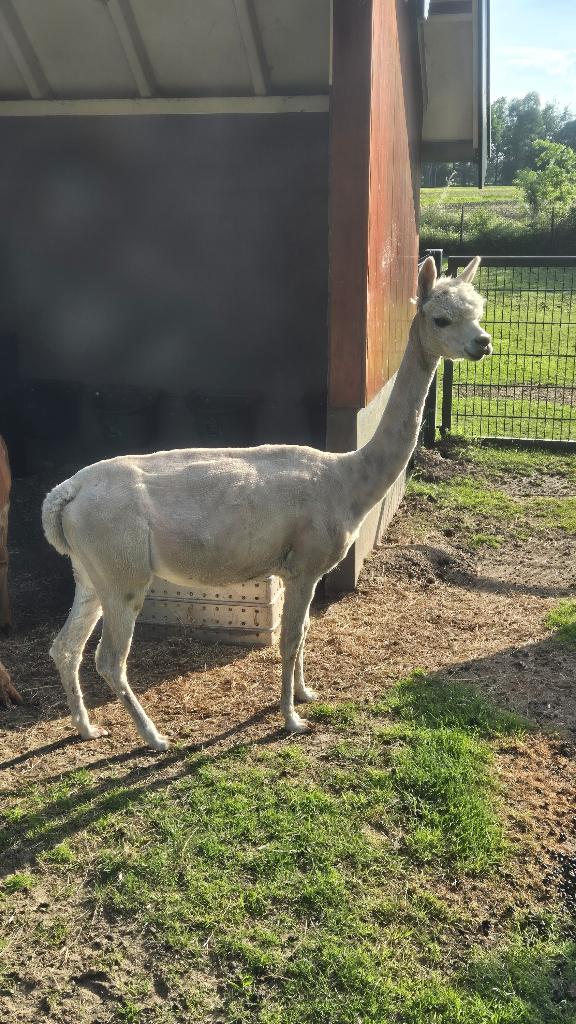 Drachtige Alpaca merrie, Mei, Vrouwelijk