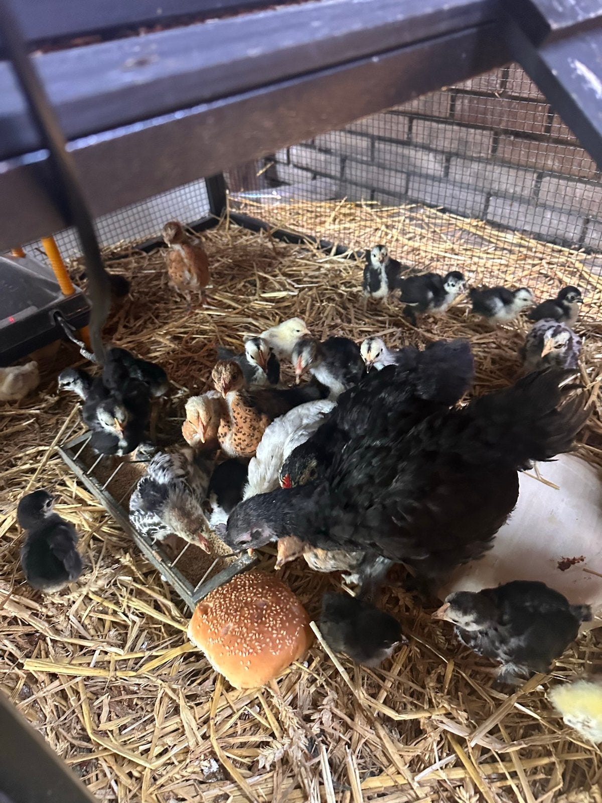 Kuikens verachillende leeftijden, Dieren en Toebehoren, Pluimvee, Meerdere dieren, Kip