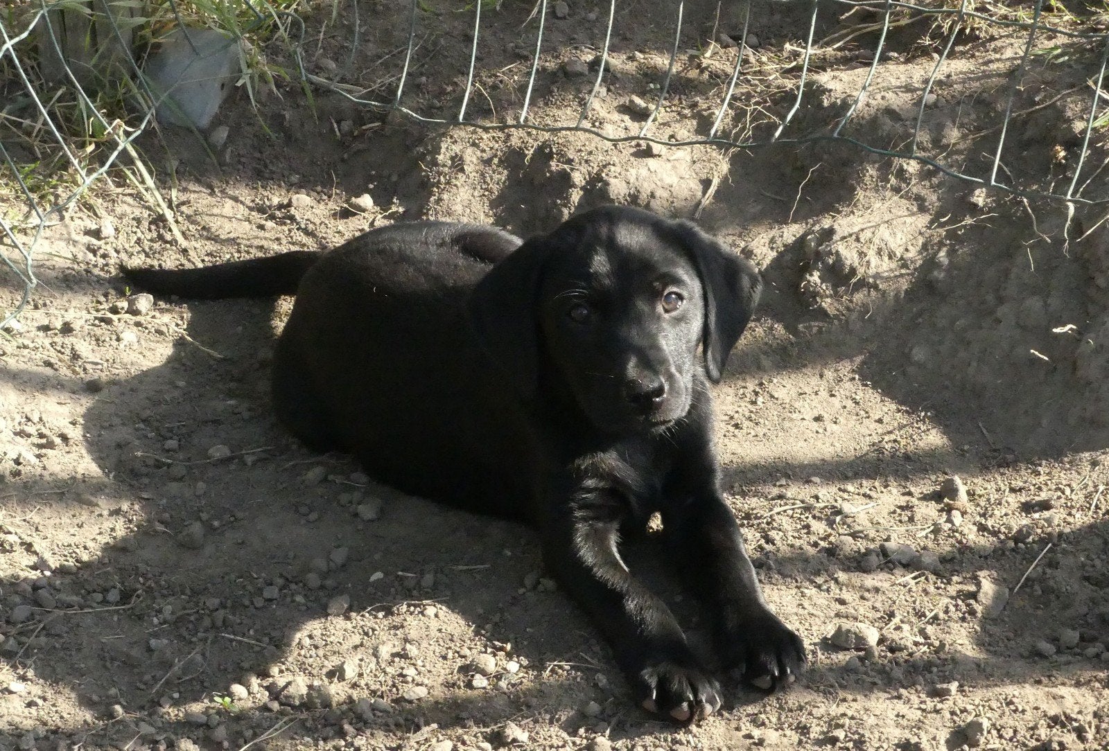 Field Trial Labrador Retriever pups, Parvo, 8 tot 15 weken, Labrador retriever, Meerdere