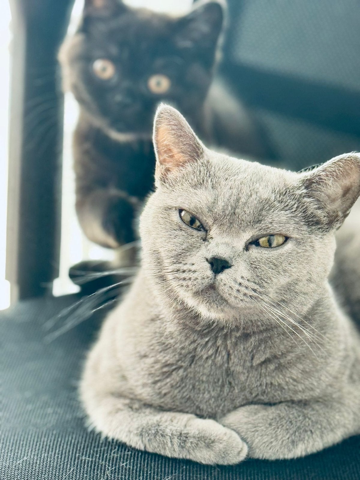 Britse korthaar moeder en dochter, Poes