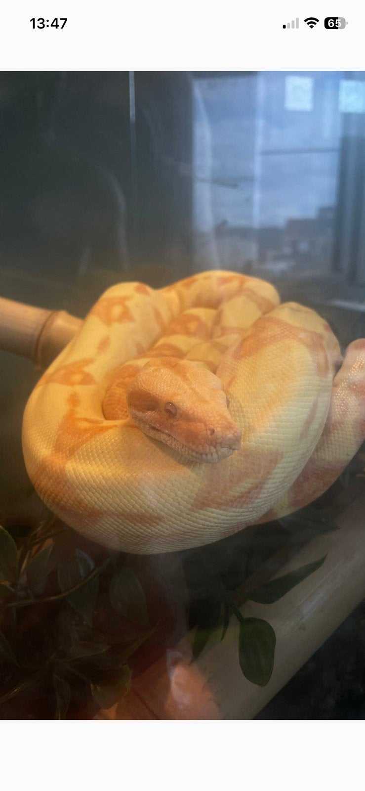 Boa constrictor imperator Boa Constrictor - female for sale from Jordan