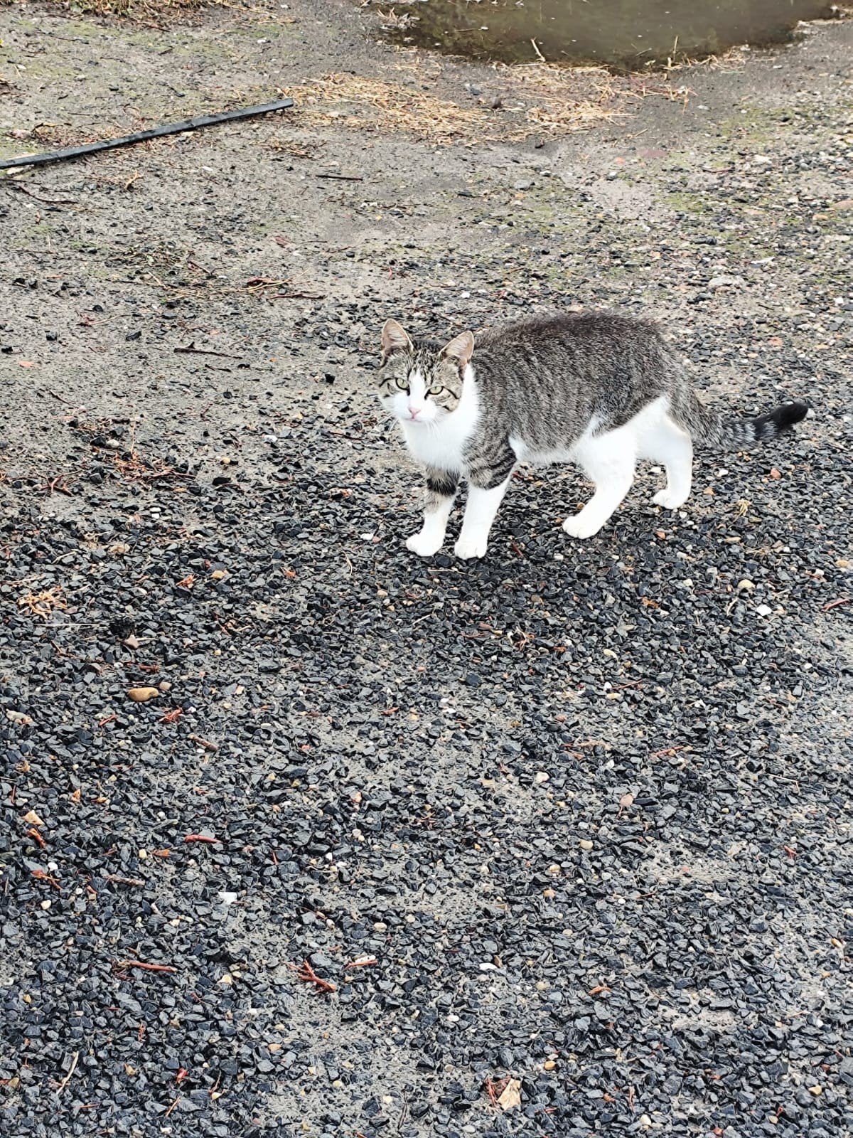 kater kat, Kater, Ontwormd, 0 tot 2 jaar