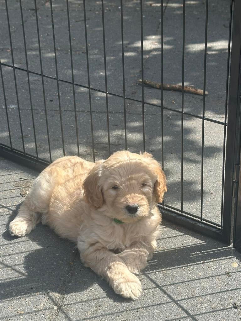 3 prachtige Australian Labradoodle teefjes, Dieren en Toebehoren, Honden | Niet-rashonden, 8 tot 15 weken, Teef, Parvo, Meerdere