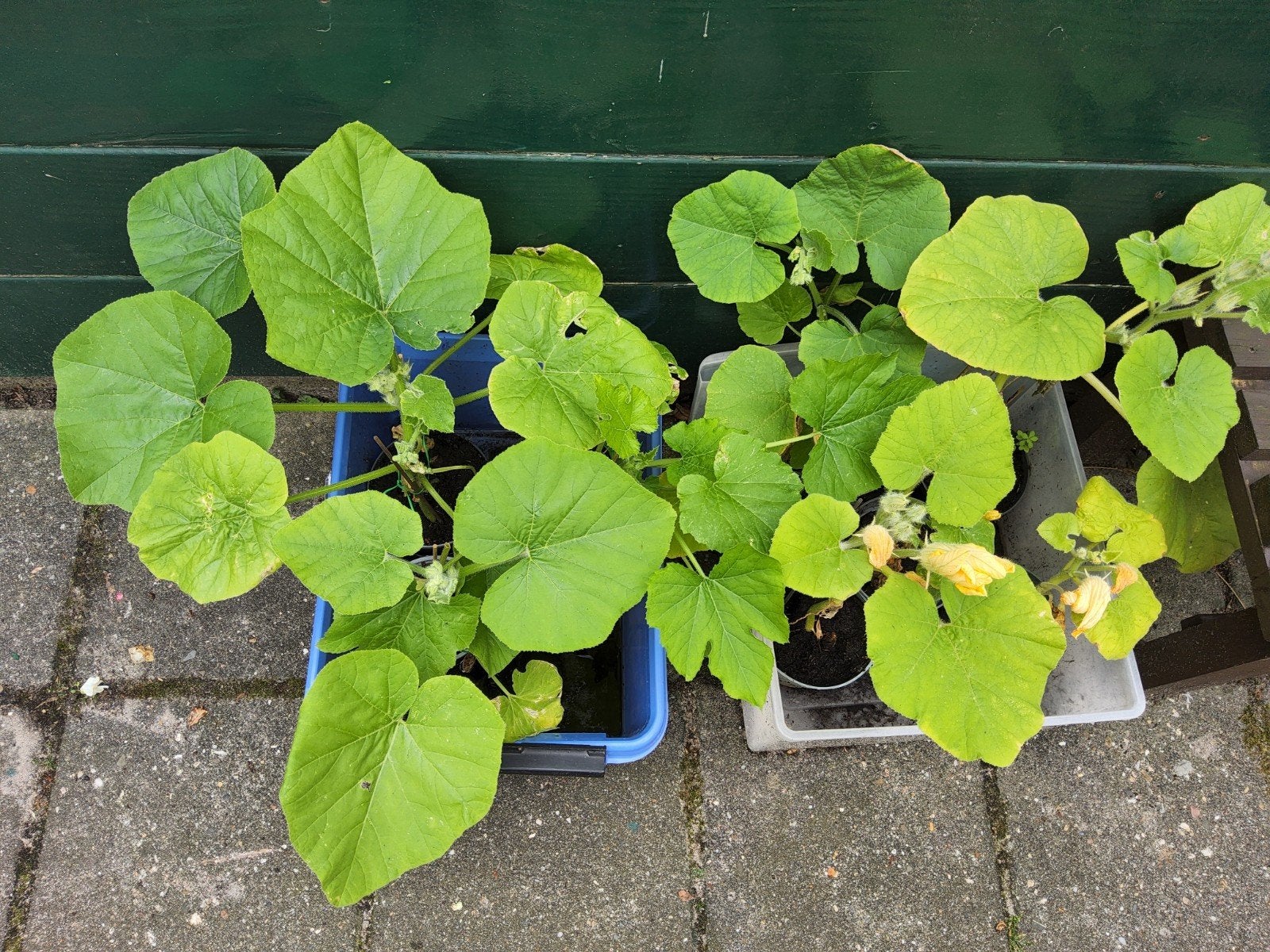 Tuin groente planten pompoen ea., Tuin en Terras, Planten | Tuinplanten, Ophalen, Eenjarig, Groenteplanten, Volle zon