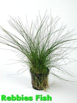 eleocharis acicularis €4,95, ., Overige typen, Nieuw, Ophalen of Verzenden