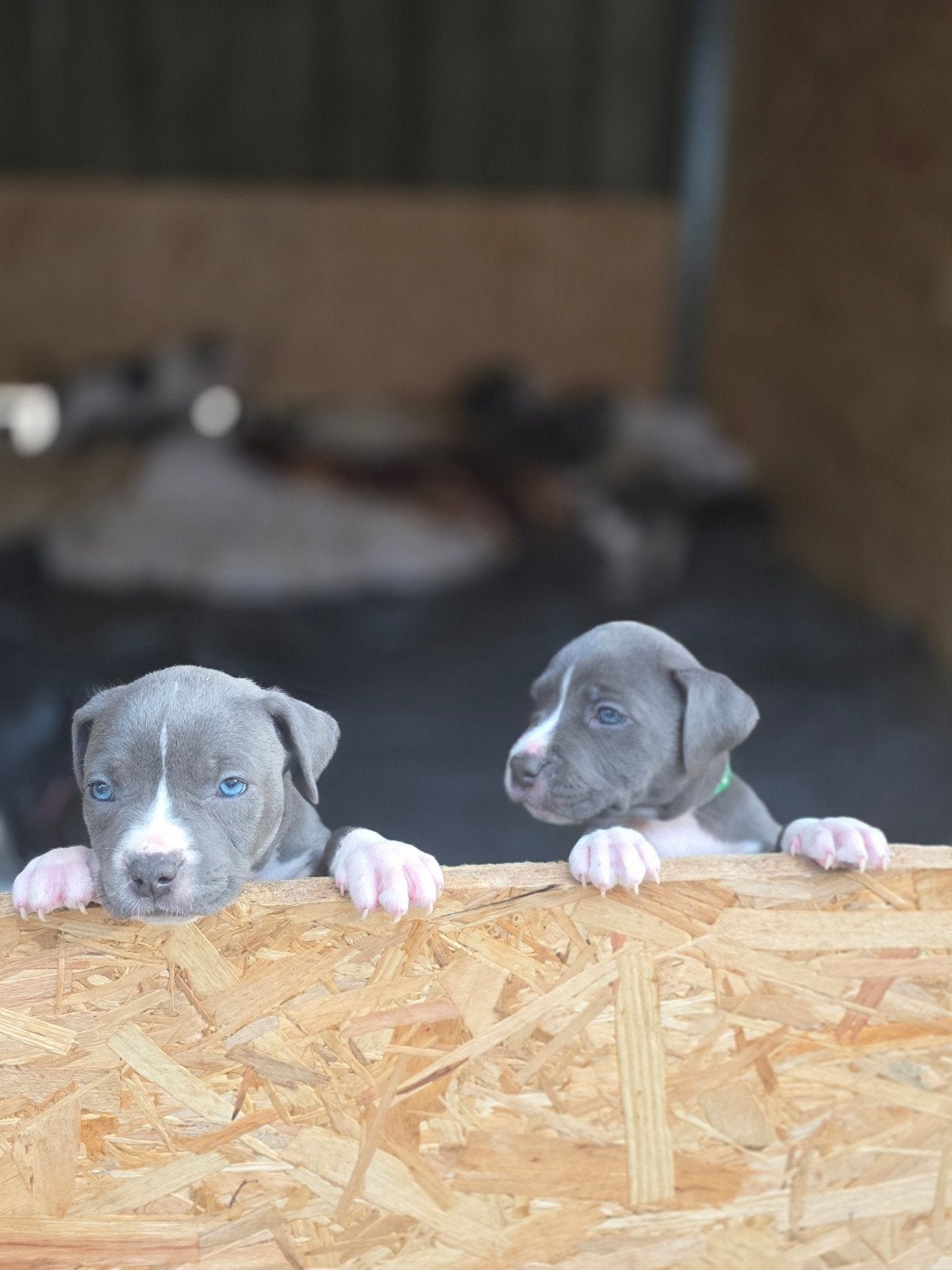 Blue American Staffordshire Terrier Puppies, Dieren en Toebehoren, Honden | Jack Russells en Terriërs, 8 tot 15 weken, Meerdere