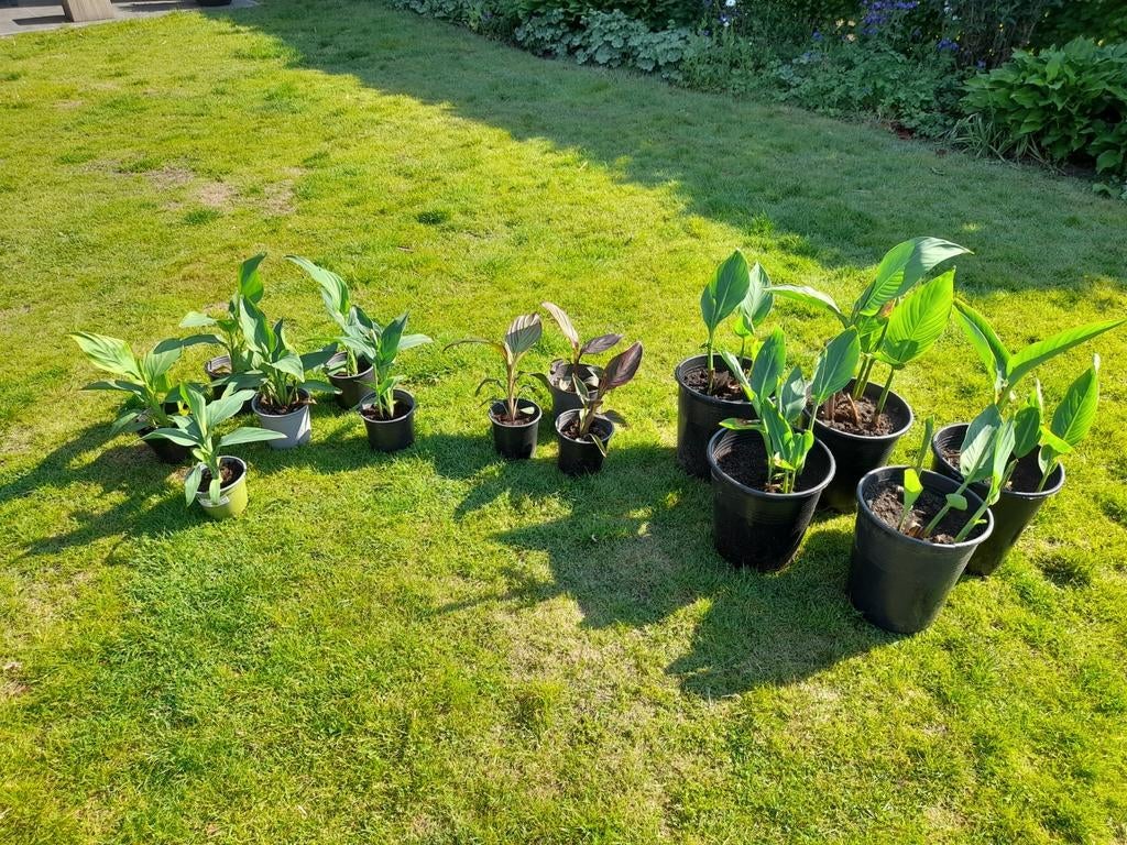 Canna, Tuin en Terras, Planten | Tuinplanten, Volle zon, Vaste plant, Zomer, Ophalen