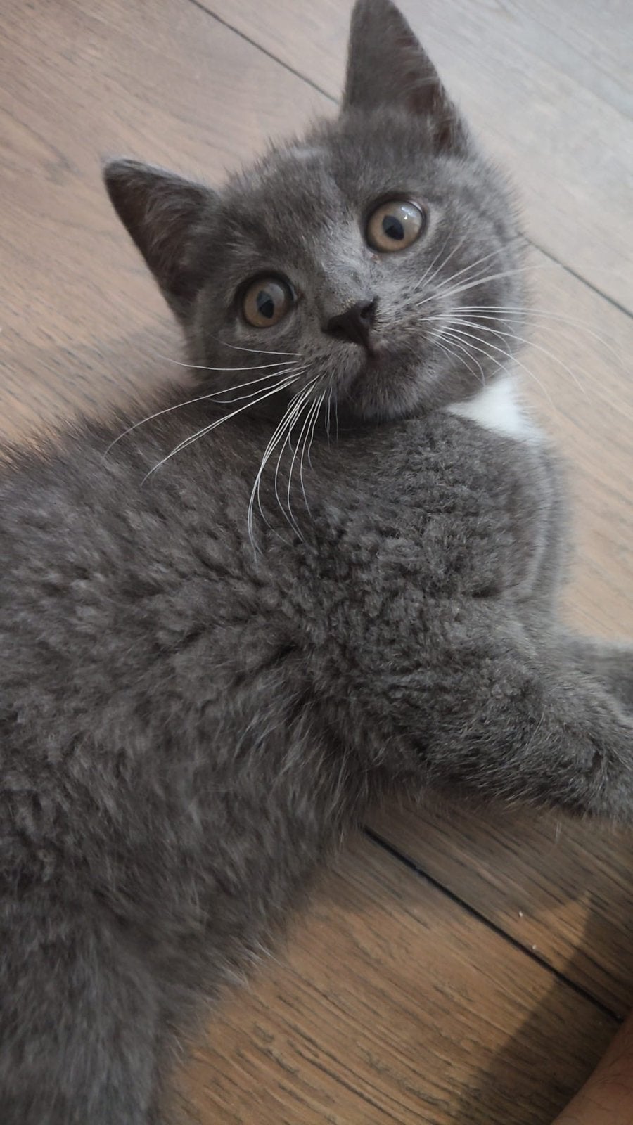 Britse korthaar zoeken liefdevol huis, Poes, Ontwormd