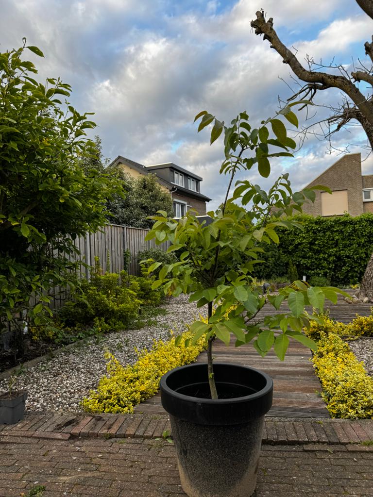 Walnootboom in pot - Jonge boom, Tuin en Terras, Planten | Bomen, Overige soorten, Lente, 100 tot 250 cm, Ophalen